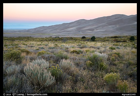 Grasslands with rubber rabbitbrush, sagebrush, and dunefield at dawn. Great Sand Dunes National Park and Preserve (color)