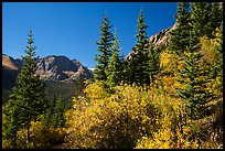 Autum foliage and Music Mountain. Great Sand Dunes National Park and Preserve ( color)