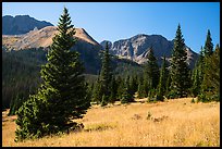 Subalpine meadow in Sand Creek Valley. Great Sand Dunes National Park and Preserve ( color)