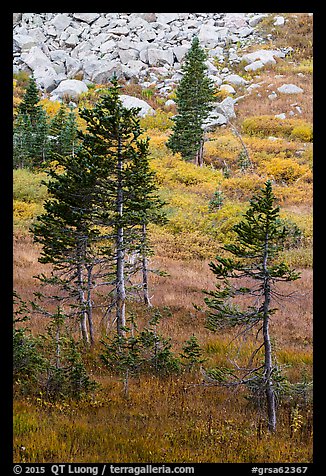 Fir trees, srubs in autumn color, and rocks. Great Sand Dunes National Park and Preserve, Colorado, USA.