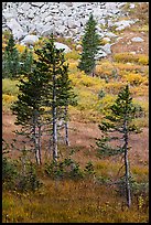 Fir trees, srubs in autumn color, and rocks. Great Sand Dunes National Park and Preserve ( color)