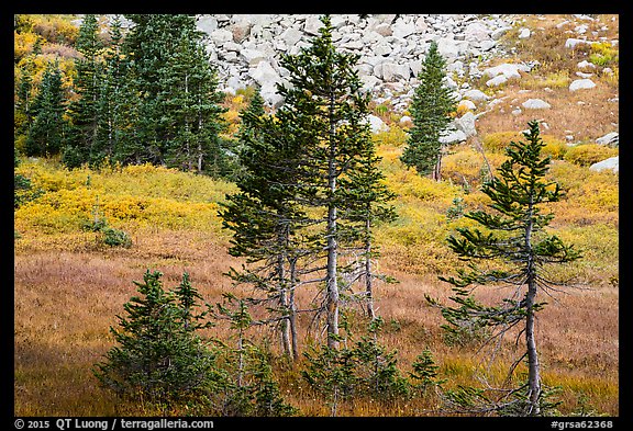 Fir trees, srubs in autumn color, and talus. Great Sand Dunes National Park and Preserve (color)