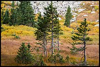 Fir trees, srubs in autumn color, and talus. Great Sand Dunes National Park and Preserve, Colorado, USA.