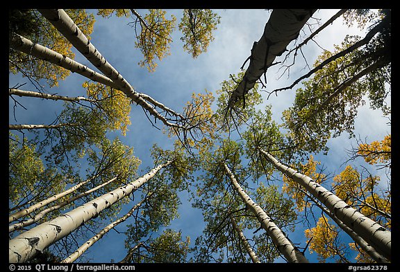 Looking up aspen. Great Sand Dunes National Park and Preserve, Colorado, USA.