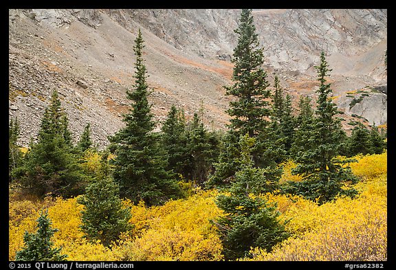 Firs, shrubs in autumn color, and rocky slopes. Great Sand Dunes National Park and Preserve, Colorado, USA.