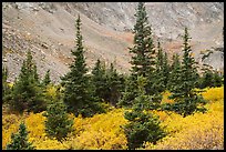 Firs, shrubs in autumn color, and rocky slopes. Great Sand Dunes National Park and Preserve ( color)