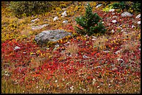 Berry plants in red autumn foliage. Great Sand Dunes National Park and Preserve ( color)
