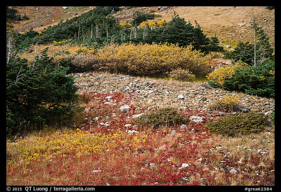 Alpine meadows in autumn. Great Sand Dunes National Park and Preserve, Colorado, USA.