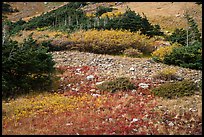 Alpine meadows in autumn. Great Sand Dunes National Park and Preserve ( color)