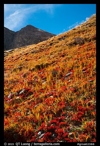 Berry plants in red autumn foliage and peak. Great Sand Dunes National Park and Preserve (color)
