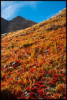 Berry plants in red autumn foliage and peak. Great Sand Dunes National Park and Preserve ( color)