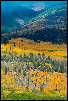 Slopes below Mt Herard with trees in autum color. Great Sand Dunes National Park and Preserve ( color)