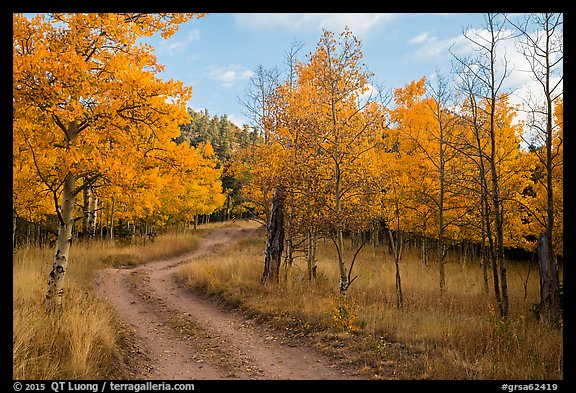 Gravel road through trees in autumn foliage, Medano Pass. Great Sand Dunes National Park and Preserve (color)