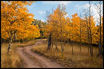 Gravel road through trees in autumn foliage, Medano Pass. Great Sand Dunes National Park and Preserve ( color)