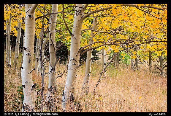 Aspen trees at edge of prairie in autumn. Great Sand Dunes National Park and Preserve, Colorado, USA.