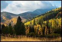 Hills covered with trees in autumn foliage near Medano Pass. Great Sand Dunes National Park and Preserve ( color)