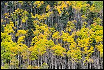 Hillside with aspen recently turned yellow. Great Sand Dunes National Park and Preserve, Colorado, USA.