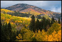 Hill blow Mt Herard covered with trees in colorful autumn foliage. Great Sand Dunes National Park and Preserve ( color)