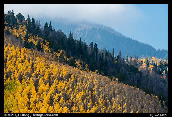 Aspen and firs on slope. Great Sand Dunes National Park and Preserve (color)