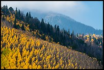 Aspen and firs on slope. Great Sand Dunes National Park and Preserve ( color)