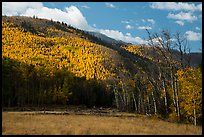Meadow and hills in autumn foliage near Medano Pass. Great Sand Dunes National Park and Preserve ( color)