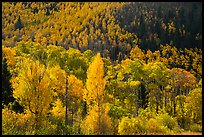 Hillside covered with trees in colorful autumn foliage. Great Sand Dunes National Park and Preserve, Colorado, USA.