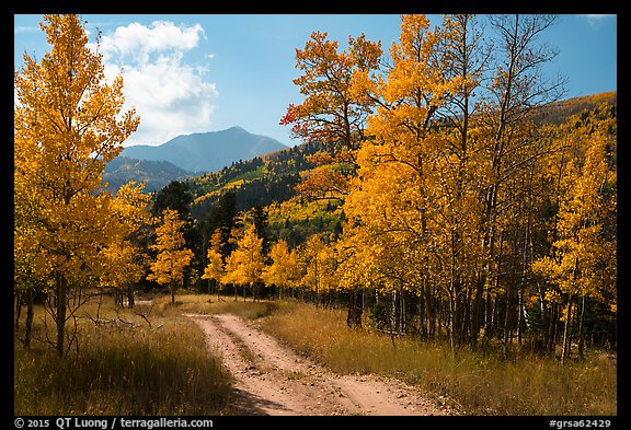 Medano primitive road surrounded by trees in autumn color. Great Sand Dunes National Park and Preserve, Colorado, USA.