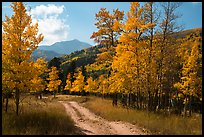 Medano primitive road surrounded by trees in autumn color. Great Sand Dunes National Park and Preserve ( color)