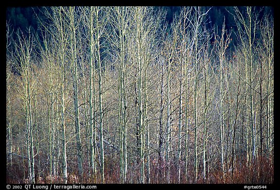 Bare trees. Grand Teton National Park, Wyoming, USA.