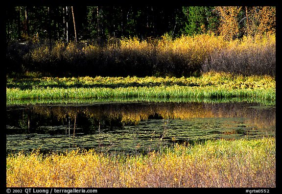 Pond with fall colors. Grand Teton National Park (color)