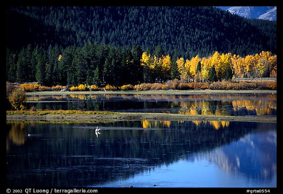 Fall foliage and reflections of Mt Moran in Oxbow bend. Grand Teton National Park, Wyoming, USA.