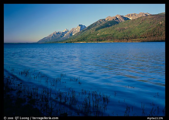 Reeds, Jackson Lake, and distant Teton Range, early morning. Grand Teton National Park (color)