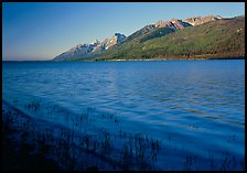 Reeds, Jackson Lake, and distant Teton Range, early morning. Grand Teton National Park, Wyoming, USA.