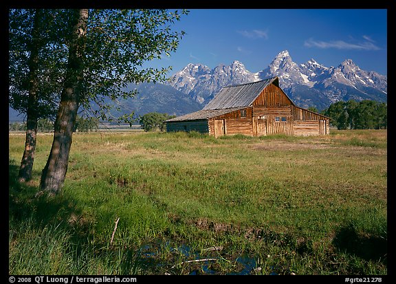 Trees, pasture and Old Barn on Mormon row, morning. Grand Teton National Park (color)