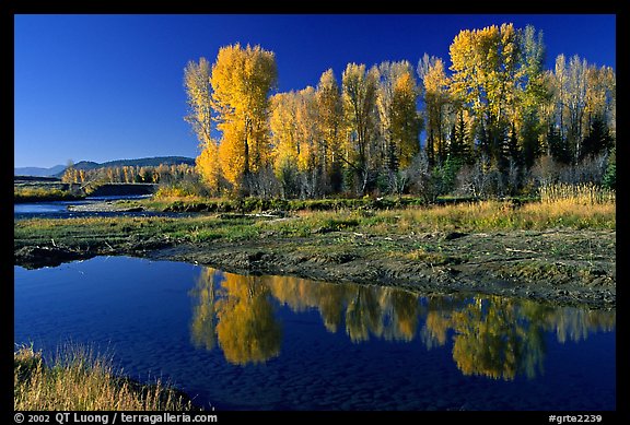 Aspen with autumn foliage, reflected in the Snake River. Grand Teton National Park, Wyoming, USA.