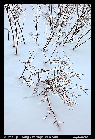 Bare shrub branches and snow. Grand Teton National Park (color)