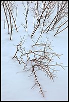 Bare shrub branches and snow. Grand Teton National Park ( color)