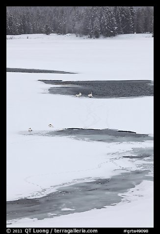 Trumpeter swans in partly thawed river. Grand Teton National Park (color)