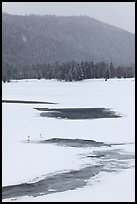 Winter landscape with  trumpeters swans. Grand Teton National Park ( color)