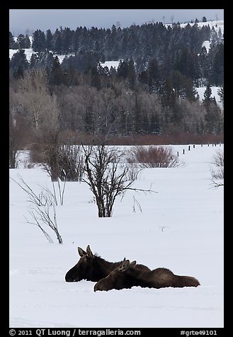 Sleepy moose in winter. Grand Teton National Park, Wyoming, USA.