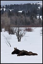 Sleepy moose in winter. Grand Teton National Park, Wyoming, USA. (color)