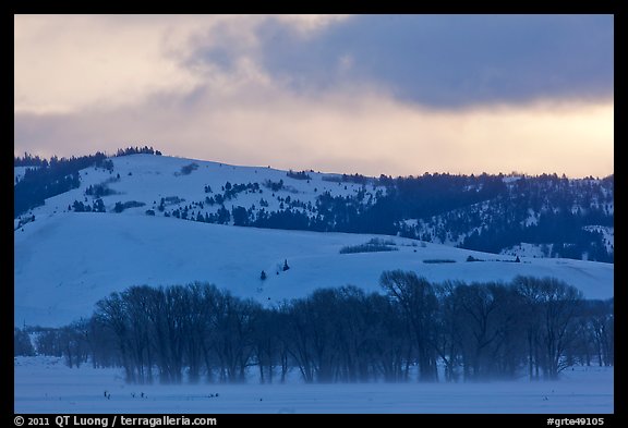 Cottonwoods and hills, winter sunrise. Grand Teton National Park, Wyoming, USA.