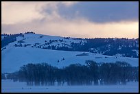 Cottonwoods and hills, winter sunrise. Grand Teton National Park ( color)