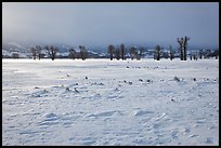 Snowy Antelope flats with snowdrift. Grand Teton National Park ( color)