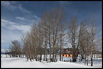 Bare cottonwoods and Moulton homestead. Grand Teton National Park, Wyoming, USA. (color)