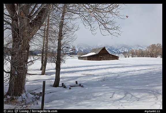 Cottonwoods and Moulton barn in winter. Grand Teton National Park, Wyoming, USA.