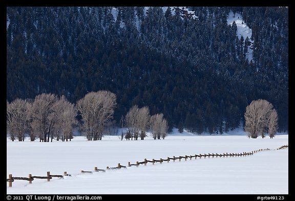 Long fence, cottonwoods, and hills in winter. Grand Teton National Park, Wyoming, USA.