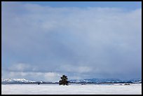 Lone tree and distant mountains in winter. Grand Teton National Park ( color)