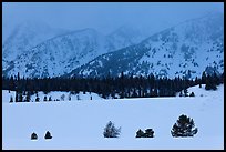 Trees, snowfield, and base of mountains at dusk. Grand Teton National Park ( color)
