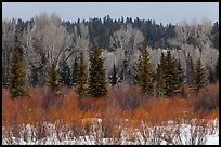 Colorful willows, evergreens, and cottonwoods in winter. Grand Teton National Park ( color)